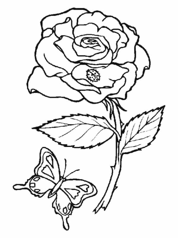 Página para colorir: rosas (Natureza) #161885 - Páginas para Colorir Imprimíveis Gratuitamente