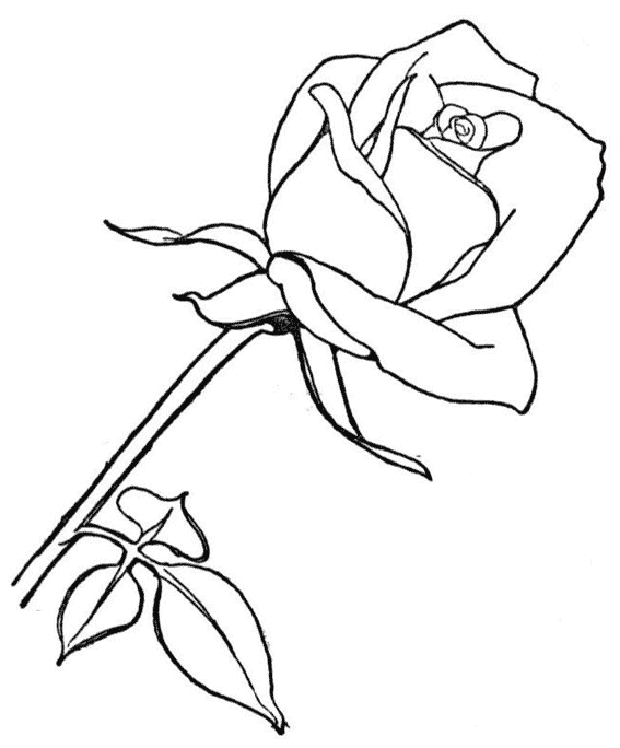 Página para colorir: rosas (Natureza) #161906 - Páginas para Colorir Imprimíveis Gratuitamente