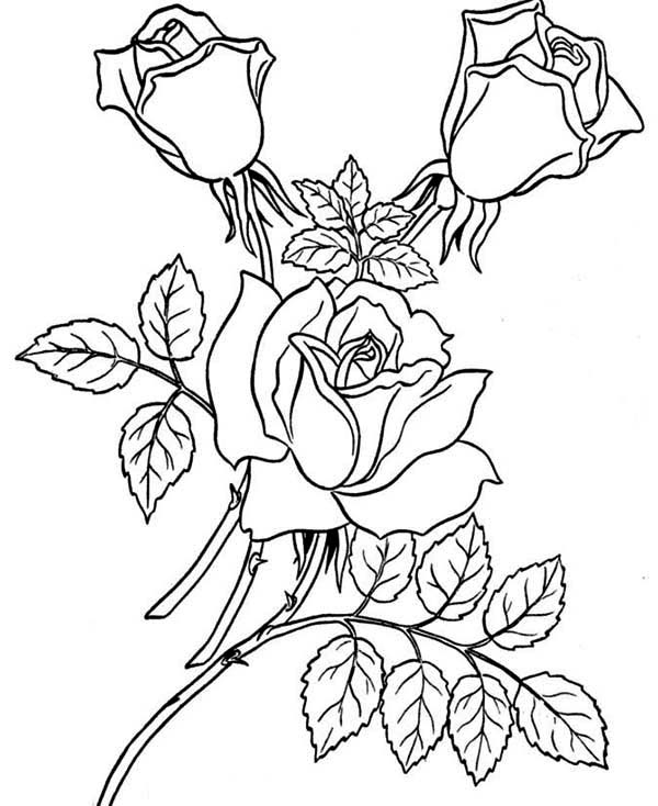 Página para colorir: rosas (Natureza) #161918 - Páginas para Colorir Imprimíveis Gratuitamente