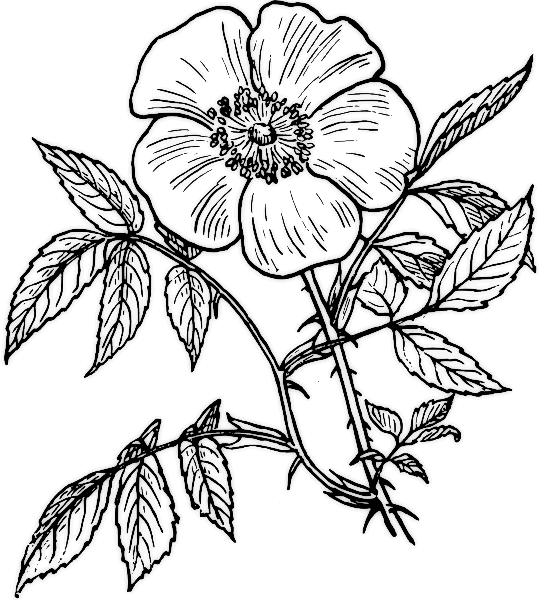 Página para colorir: rosas (Natureza) #161921 - Páginas para Colorir Imprimíveis Gratuitamente