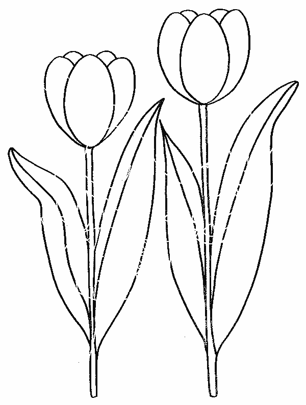 Página para colorir: Tulipa (Natureza) #161614 - Páginas para Colorir Imprimíveis Gratuitamente