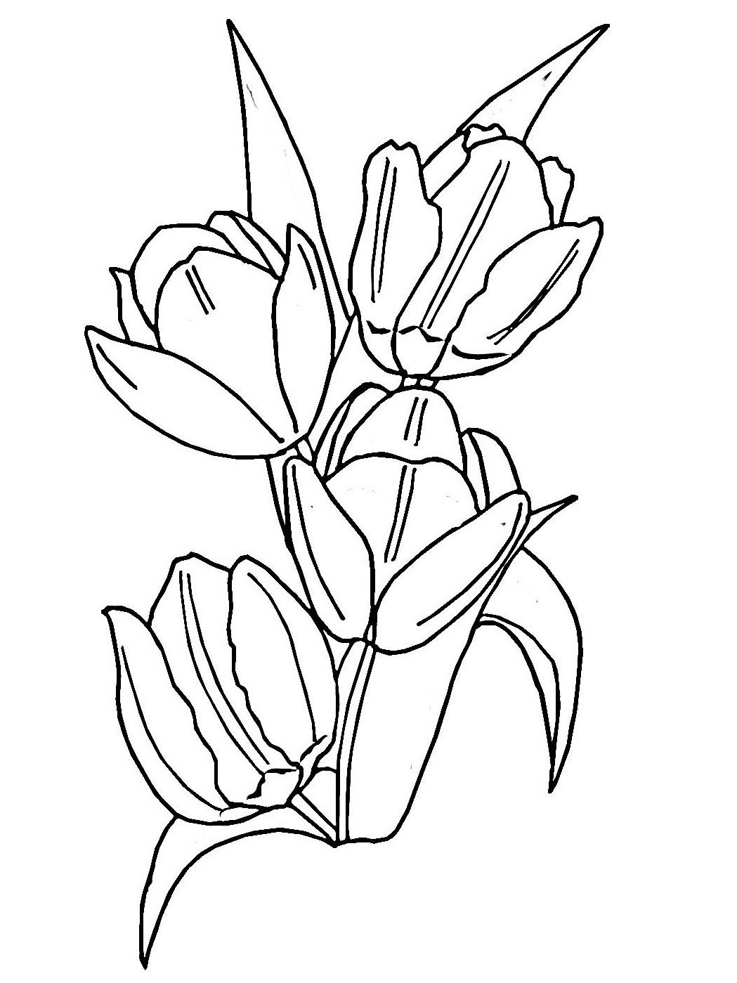 Página para colorir: Tulipa (Natureza) #161636 - Páginas para Colorir Imprimíveis Gratuitamente