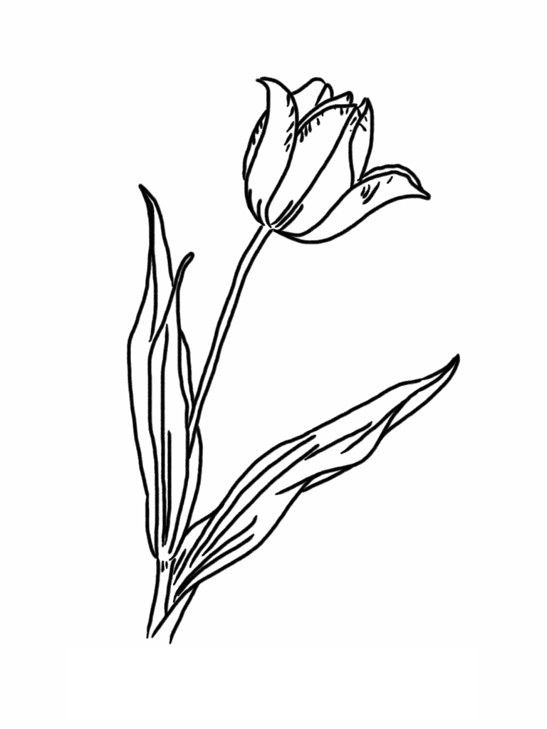 Página para colorir: Tulipa (Natureza) #161641 - Páginas para Colorir Imprimíveis Gratuitamente