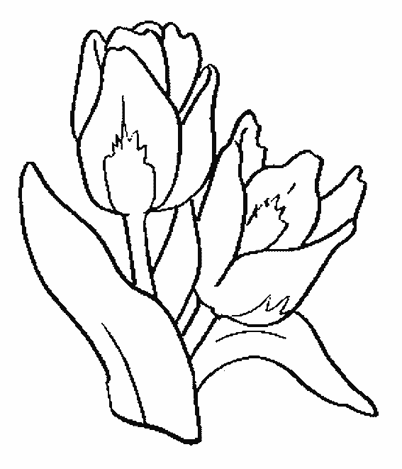 Página para colorir: Tulipa (Natureza) #161648 - Páginas para Colorir Imprimíveis Gratuitamente