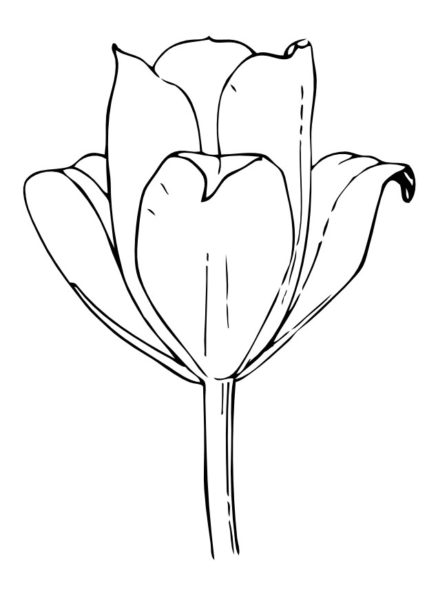 Página para colorir: Tulipa (Natureza) #161657 - Páginas para Colorir Imprimíveis Gratuitamente