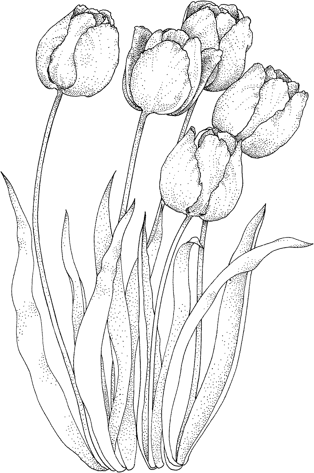 Página para colorir: Tulipa (Natureza) #161658 - Páginas para Colorir Imprimíveis Gratuitamente