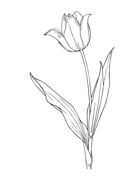Página para colorir: Tulipa (Natureza) #161678 - Páginas para Colorir Imprimíveis Gratuitamente