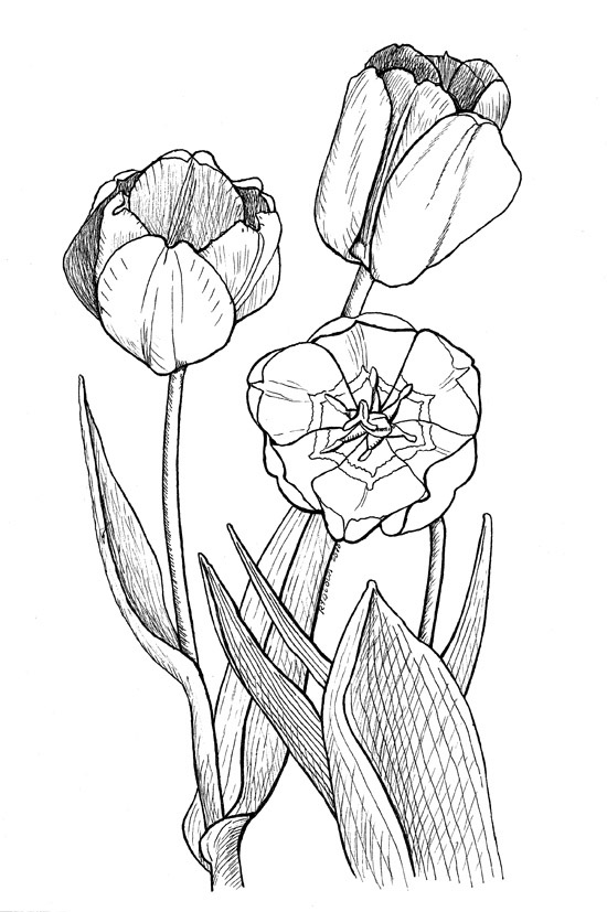 Página para colorir: Tulipa (Natureza) #161692 - Páginas para Colorir Imprimíveis Gratuitamente