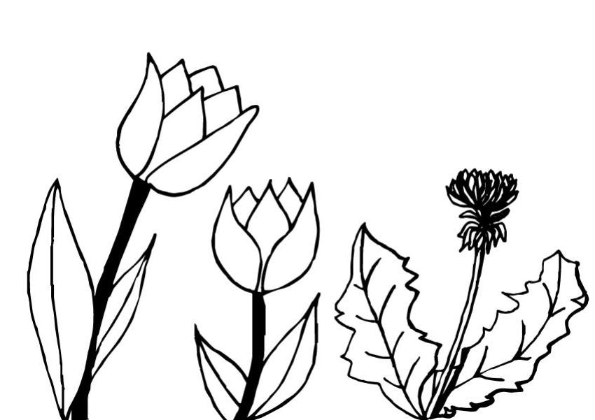 Página para colorir: Tulipa (Natureza) #161713 - Páginas para Colorir Imprimíveis Gratuitamente