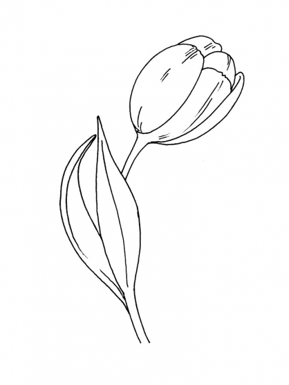 Página para colorir: Tulipa (Natureza) #161732 - Páginas para Colorir Imprimíveis Gratuitamente