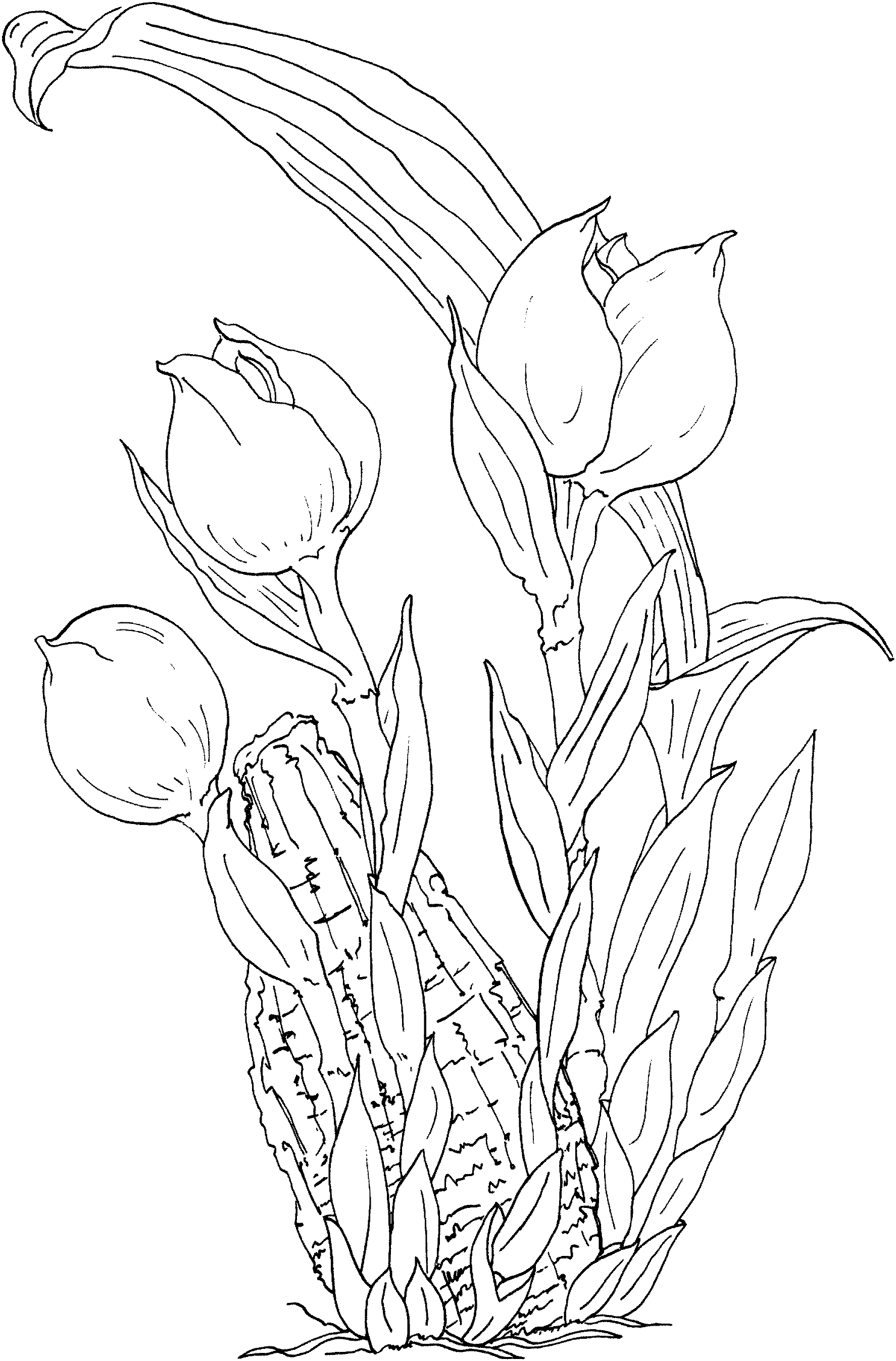 Página para colorir: Tulipa (Natureza) #161737 - Páginas para Colorir Imprimíveis Gratuitamente
