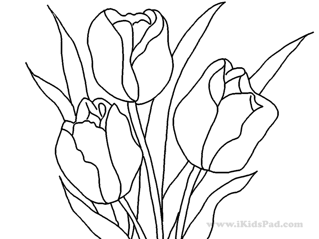 Página para colorir: Tulipa (Natureza) #161768 - Páginas para Colorir Imprimíveis Gratuitamente