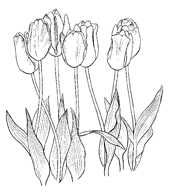 Página para colorir: Tulipa (Natureza) #161776 - Páginas para Colorir Imprimíveis Gratuitamente