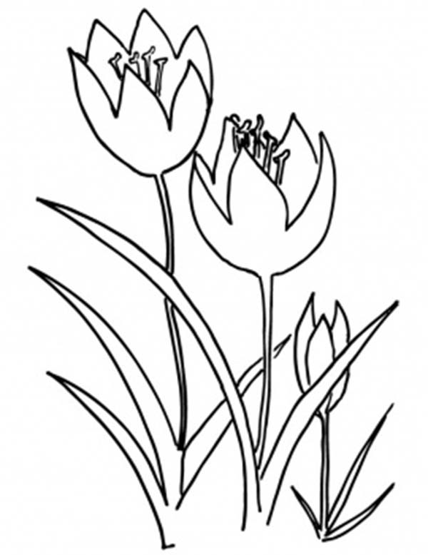 Página para colorir: Tulipa (Natureza) #161785 - Páginas para Colorir Imprimíveis Gratuitamente