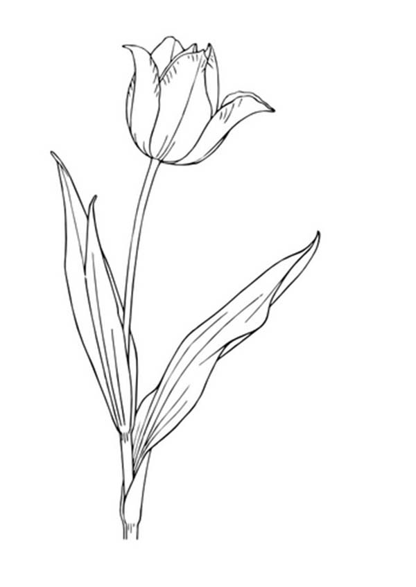 Página para colorir: Tulipa (Natureza) #161787 - Páginas para Colorir Imprimíveis Gratuitamente
