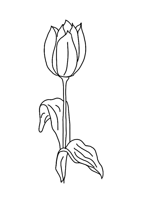 Página para colorir: Tulipa (Natureza) #161801 - Páginas para Colorir Imprimíveis Gratuitamente